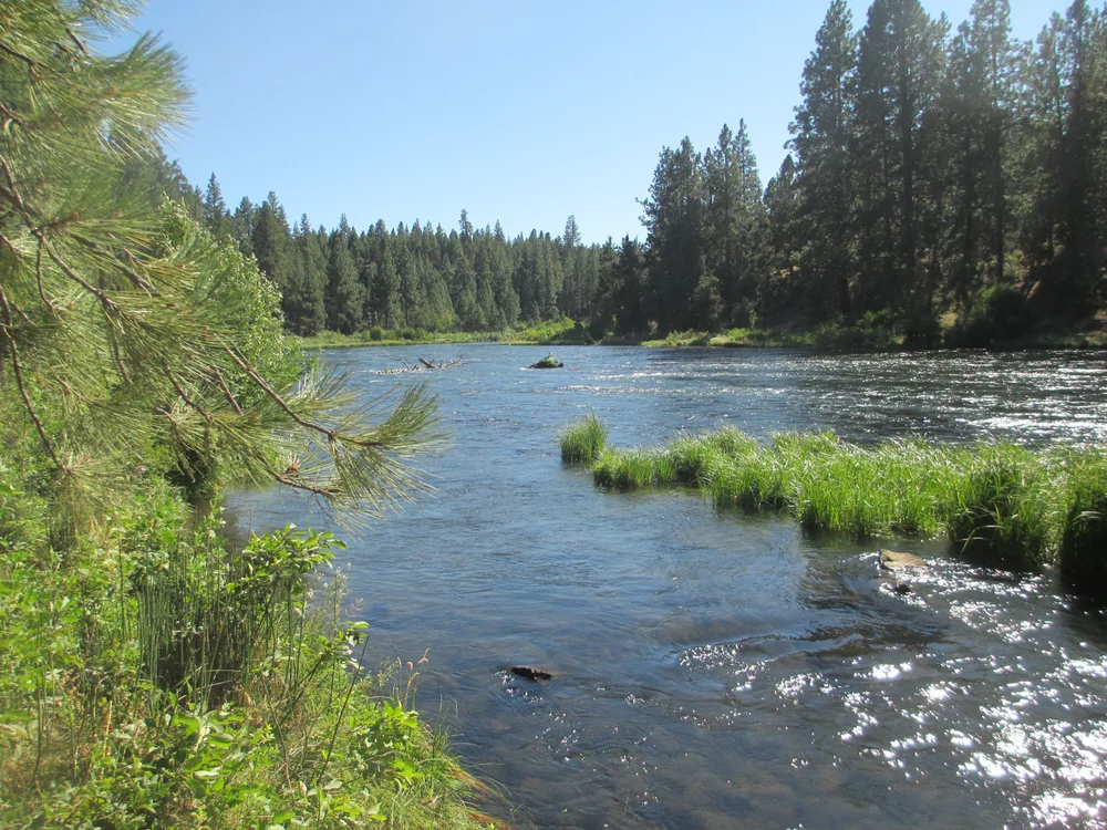 Sunlight on the Deschutes River and pine trees in Bend, Oregon